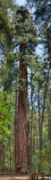 Redwoodpano