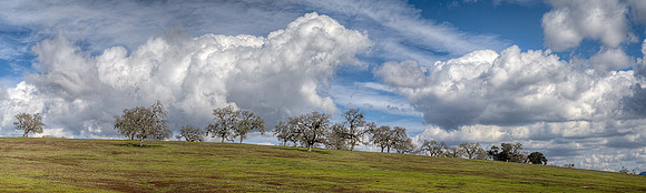 Huasna Trees Pano 18x60 fhmc