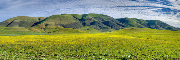 Nipomo Hills Mustard Grass