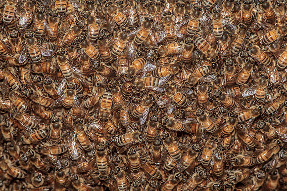 Bees