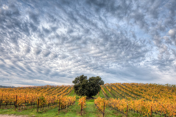 Autumn Oak Chamisal Vineyard Edna Valley